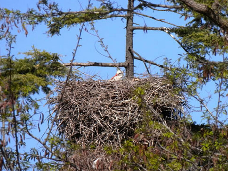 Animales Normales - Aves - Cigüeñas