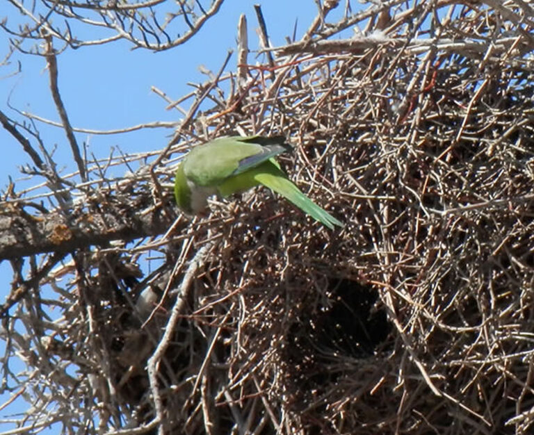 Animales Normales - Aves - Cigüeñas