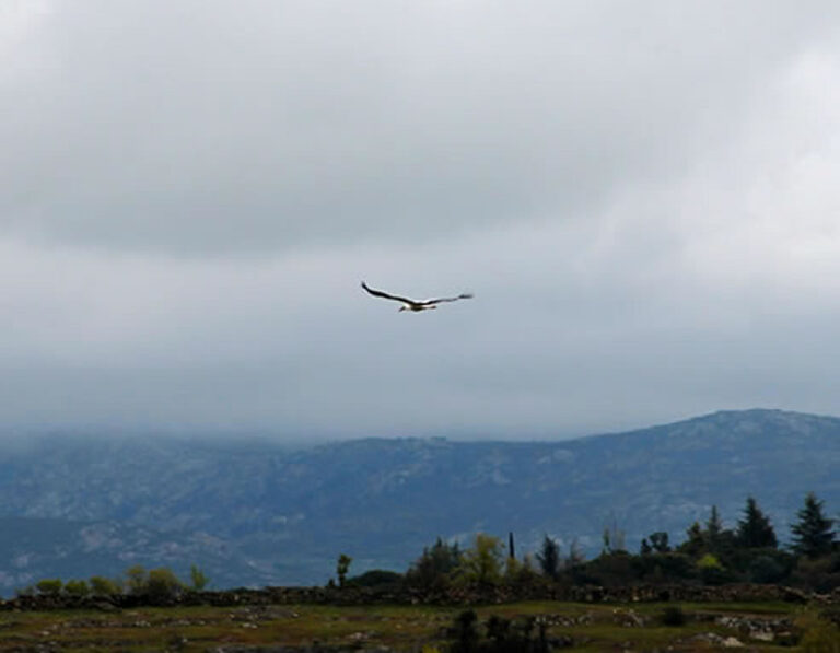 Animales Normales - Aves - Cigüeñas