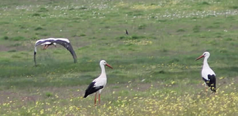 Animales Normales - Aves - Cigüeñas