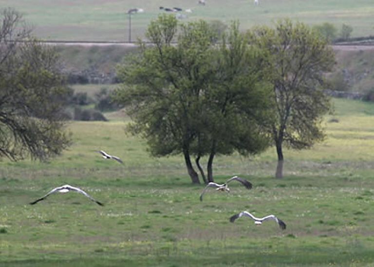 Animales Normales - Aves - Cigüeñas