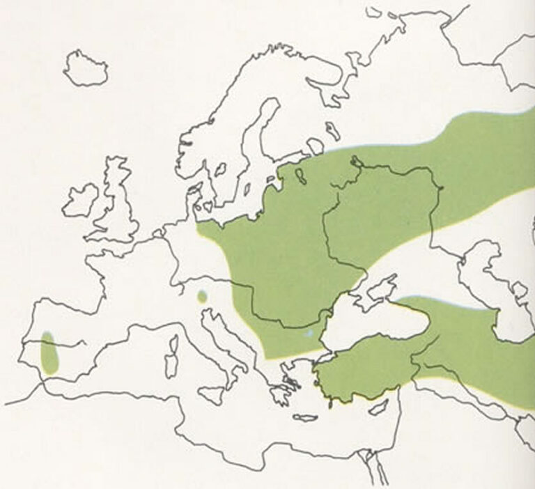 Animales Normales - Aves - Cigüeñas