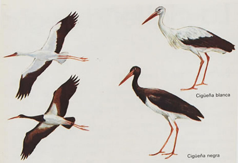 Animales Normales - Aves - Cigüeñas