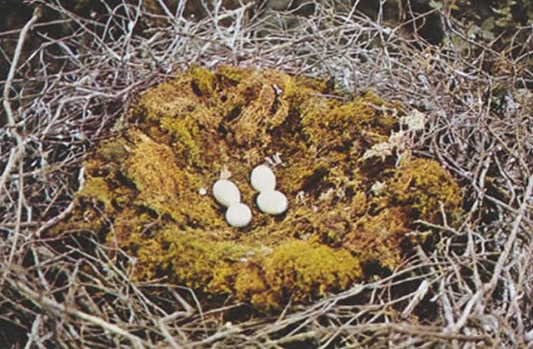 Animales Normales - Aves - Cigüeñas