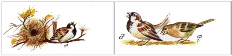 Animales Normales - Menú - Aves - Gorriones