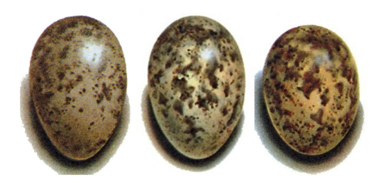 Animales Normales - Menú - Aves - Gorriones