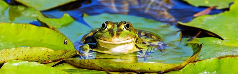 Animales Normales - Cabecera Anfibios - Ranas