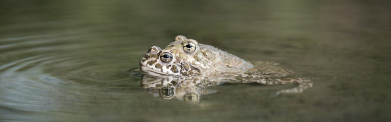 Animales Normales - Cabecera Anfibios - Sapos