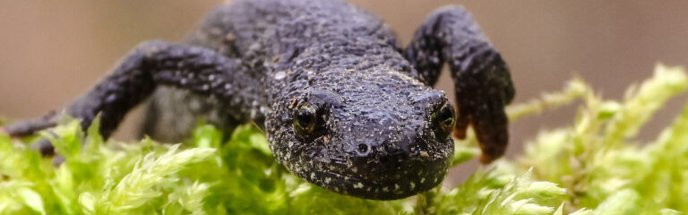 Animales Normales - Cabecera Anfibios - Tritones