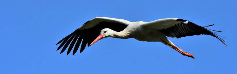 Animales Normales - Cabecera Aves - Cigüeñas