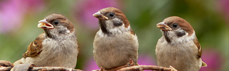 Animales Normales - Cabecera Aves - Gorriones