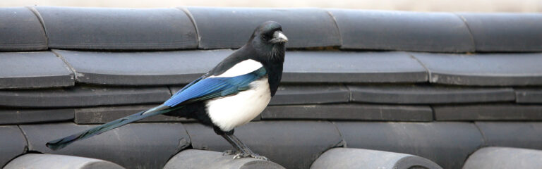 Animales Normales - Cabecera Aves - Urracas