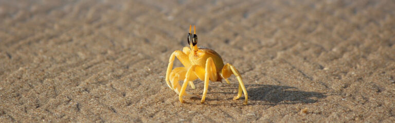 Animales Normales - Cabecera Crustáceos - Cangrejos