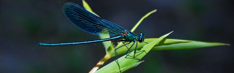 Animales Normales - Cabecera Insectos - Libélulas
