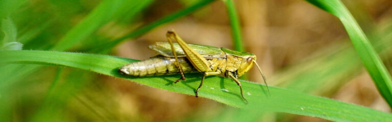 Animales Normales - Cabecera Insectos - Saltamontes
