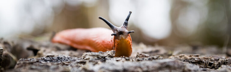 Animales Normales - Cabecera Moluscos - Babosas