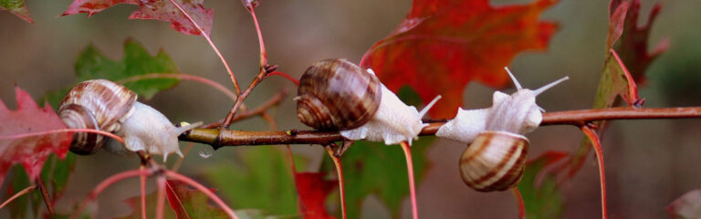 Animales Normales - Cabecera Moluscos - Caracoles