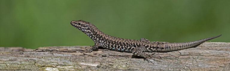 Animales Normales - Cabecera Reptiles - Lagartijas