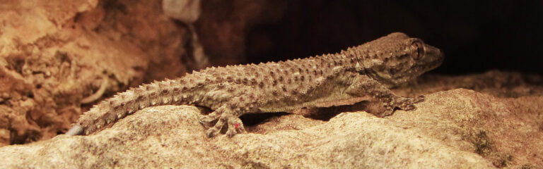 Animales Normales - Cabecera Reptiles - Salamanquesas