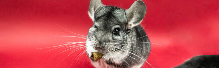 Animales Normales - Cabecera Roedores - Chinchillas