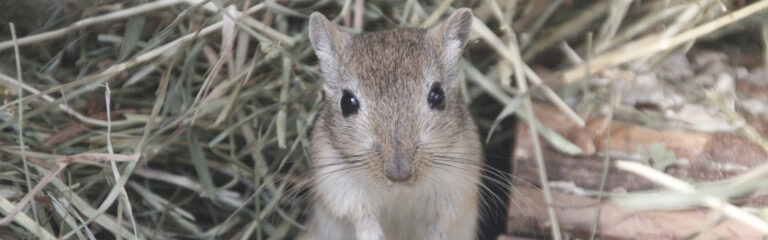 Animales Normales - Cabecera Roedores - Jerbos