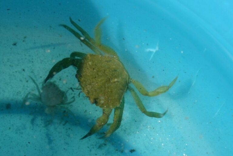 Animales Normales - Crustáceos - Cangrejos