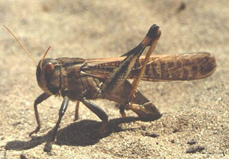 Animales Normales - Insectos - Saltamontes