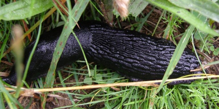 Animales Normales - Moluscos - Babosas