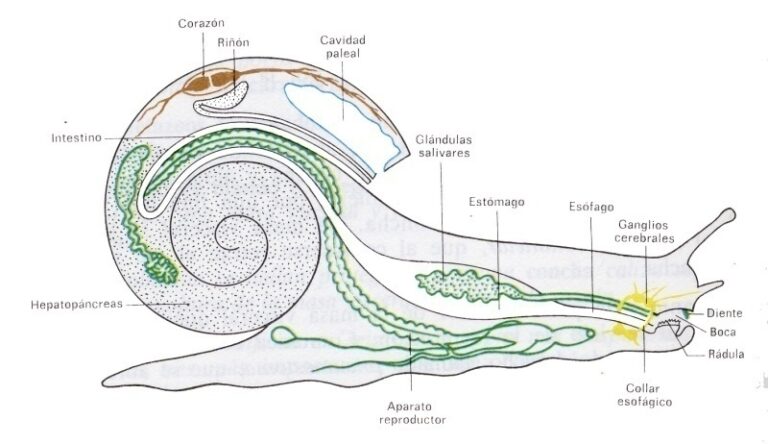 Animales Normales - Moluscos - Caracoles
