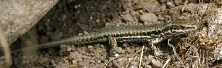 Animales Normales - Reptiles - Lagartijas