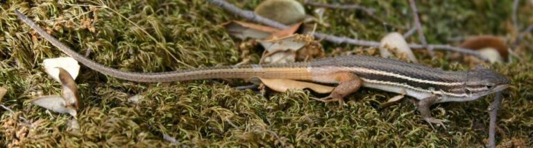 Animales Normales - Reptiles - Lagartijas